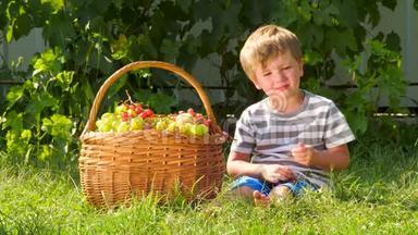 <strong>收获</strong>概念。 男孩在水果园吃葡萄。